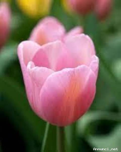 Amicizia virtuale fra maturi impegnati