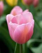 Amicizia virtuale fra maturi impegnati 