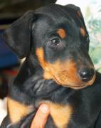 Dobermann cuccioli Dobermann cuccioli