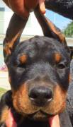 Dobermann cuccioli