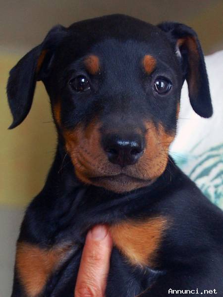 Dobermann cuccioli