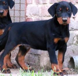 Dobermann cuccioli Dobermann cuccioli