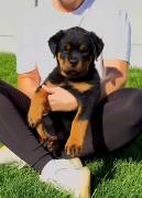 CUCCIOLA DI ROTTWEILER TEDESCO