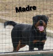 CUCCIOLA DI ROTTWEILER TEDESCO
