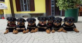 CUCCIOLA DI ROTTWEILER TEDESCO