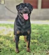 CUCCIOLA DI ROTTWEILER TEDESCO