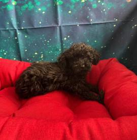 cucciola di Barboncino nero femmina   cucciola di Barboncino nero femmina