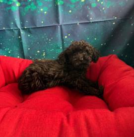 cucciola di Barboncino nero femmina   cucciola di Barboncino nero femmina