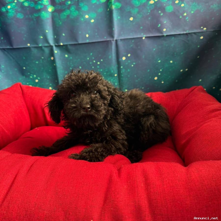 cucciola di Barboncino nero femmina