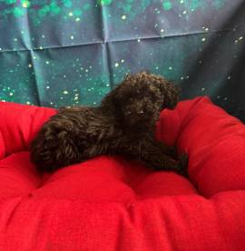 cucciola di Barboncino nero femmina   cucciola di Barboncino nero femmina