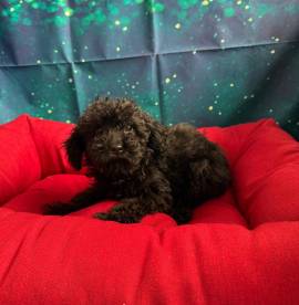  cucciola di Barboncino nero femmina 