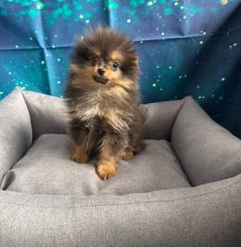  cucciolo di Volpino di pomerania nero focato maschio