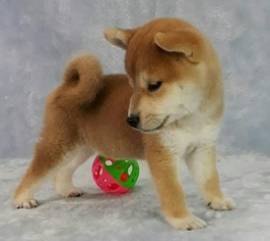 Vendita cucciolo cucciolo di shiba inu