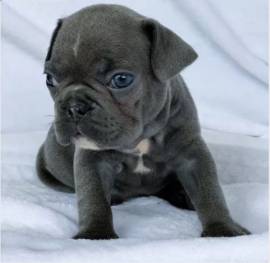 Cuccioli di Bouledogue Francese (Colore blu)