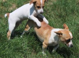  Vendita cuccioli jack russell