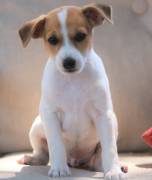  Vendita cuccioli jack russell