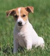  Vendita cuccioli jack russell