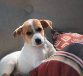  Vendita cuccioli jack russell