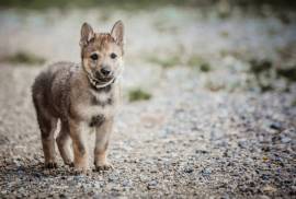 Vendita cuccioli di cane lupo cecoslovacco