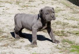 Vendita cucciolo cane corso cuccioli