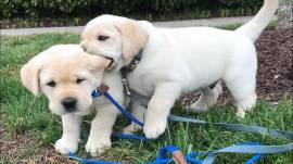 Vendita cucciolo vendo cuccioli di labrador