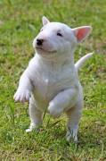 Vendita cucciolo cuccioli di bull terrier in miniatura