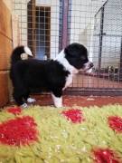 Vendita cucciolo in vendita adorabili cuccioli di border collie registrati akc.