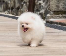 Vendita regalo cuccioli di volpino di pomerania mini toy