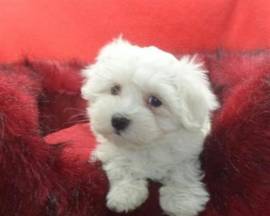 REGALO CUCCIOLI DI MALTESE MINI TOY