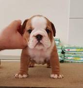 Regalo Cuccioli di bulldog inglese