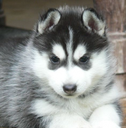 Cuccioli di Siberian Husky occhi azzurri