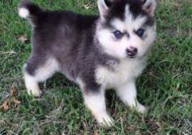 Cuccioli di Siberian Husky occhi azzurri