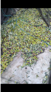Olio Extravergine di oliva Pugliese 2022 varietà coratina
