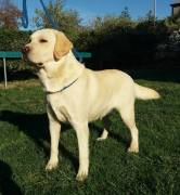 LABRADOR ADULTA COLORE MIELE