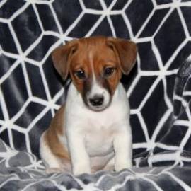 JCK RUSSELL TERRIER 