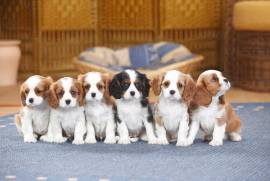 CAVALIER KING BLENHEIM 50€ MESE