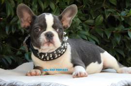 BULLDOG FRANCESE- BOULEDOGUE 60€ MESE