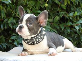 BULLDOG FRANCESE- BOULEDOGUE 60€ MESE