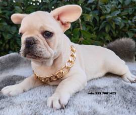 BULLDOG FRANCESE- BOULEDOGUE 60€ MESE