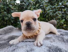 BULLDOG FRANCESE- BOULEDOGUE 60€ MESE