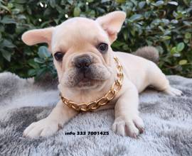 BULLDOG FRANCESE- BOULEDOGUE 60€ MESE