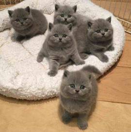 BRITISH SHORTHAIR BLUE  50E MESE