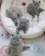 BRITISH SHORTHAIR BLUE  50E MESE