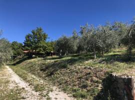 Uliveto+annesso agricolo