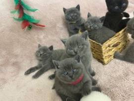 Bellissimi gattini di razza British Shorthair