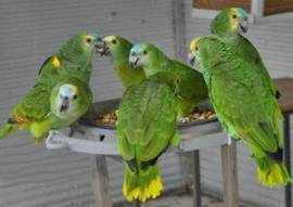 Disponibili varie specie di uccelli e pappagalli
