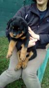 REGALO ROTTWEILER CUCCIOLI (MASCHIO E FEMMINA)