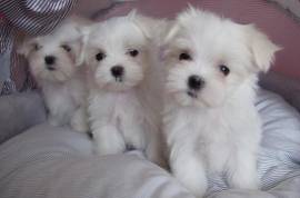 Regalo Cuccioli di Maltese taglia piccola