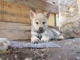 REGALO CANE LUPO CECOSLOVACCO