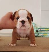 Regalo Cuccioli di bulldog disponibili